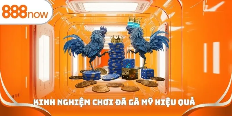 Kinh nghiệm chơi đá gà Mỹ hiệu quả